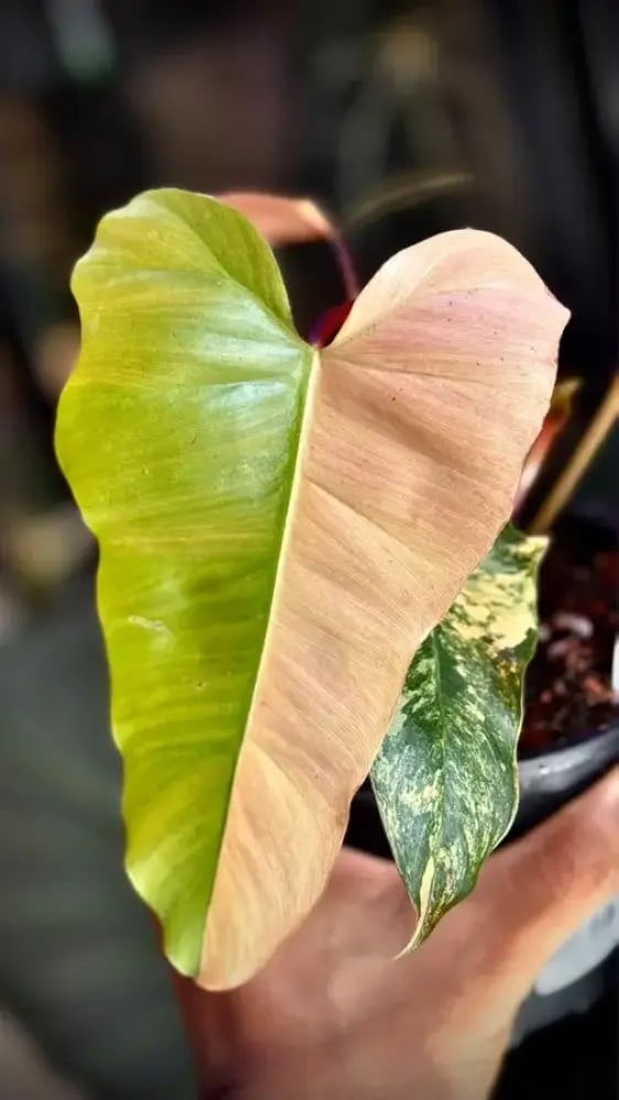 Philodendron (Florida x Mayoi) x Black Bellietiae