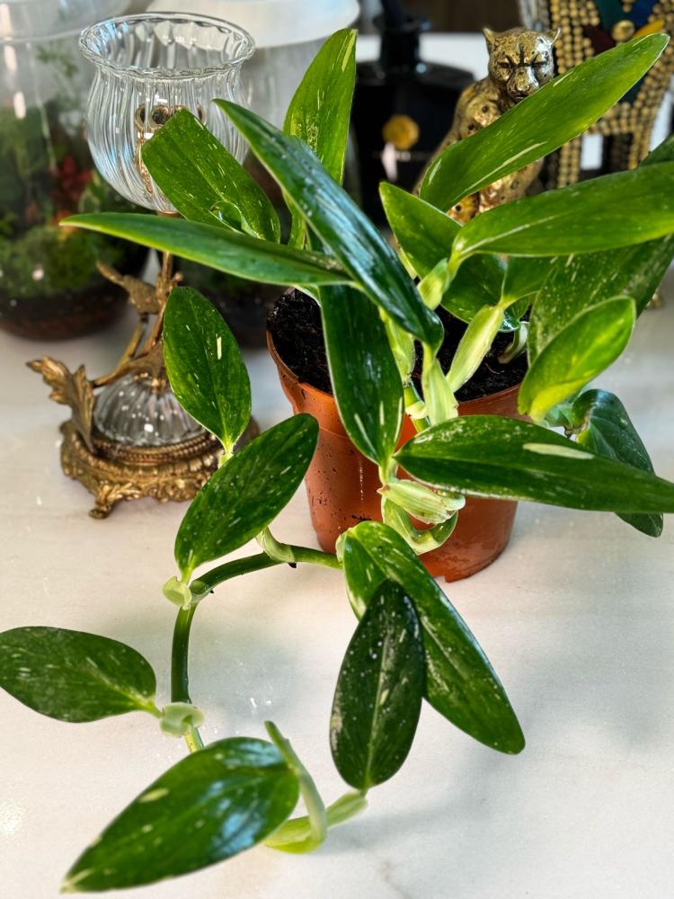Monstera Standleyana Albo Variegata