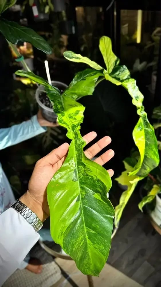 philodendron joepii variegated