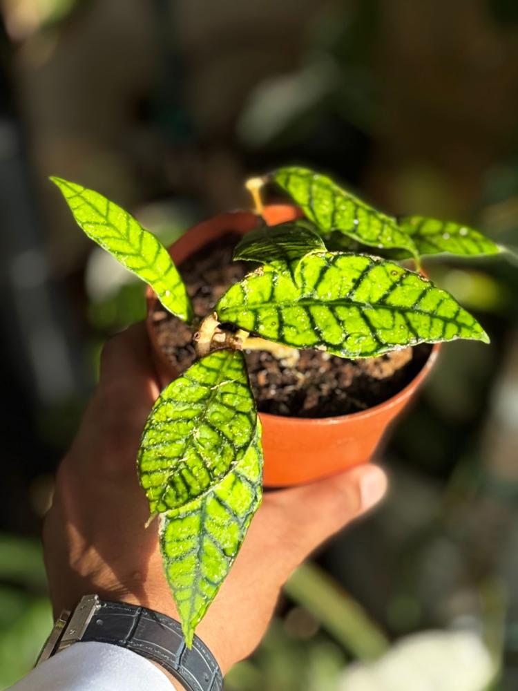 hoya callistophylla