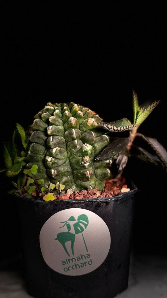 CACTUS MIXED VARIETY