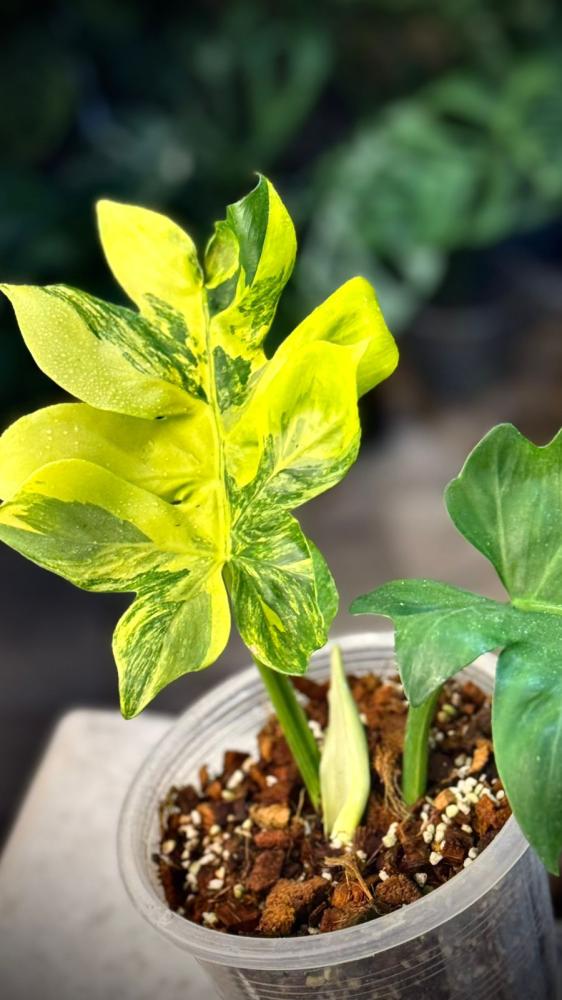 PHILODENDRON DISTANTILOBUM Variegated