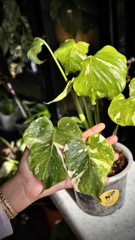 MONSTERA TRICOLOR MUT