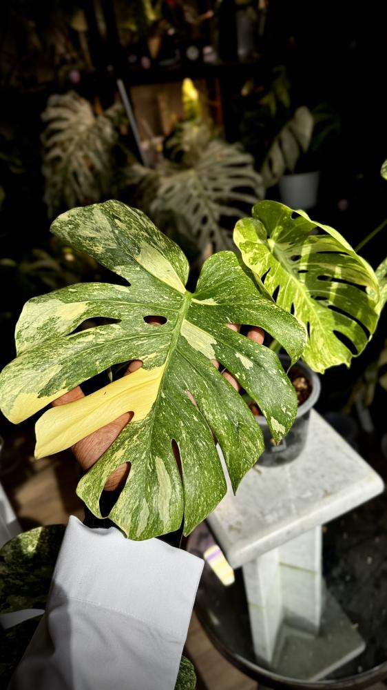 MONSTERA DELICIOSA LEGAZY