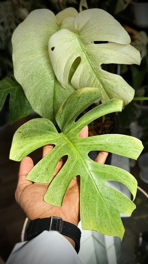 MONSTERA DELICIOSA FULL MINT
