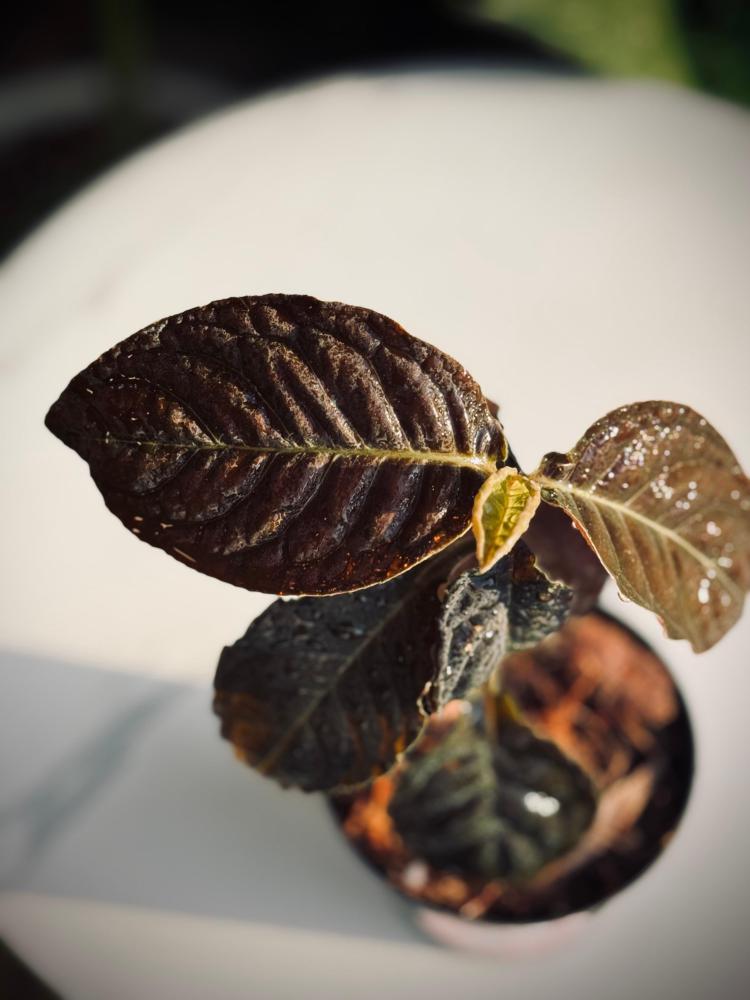 ARDISIA BLACK BOAT