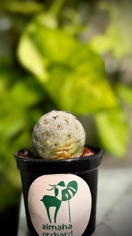 TEPHROCACTUS GEOMETRICUS
