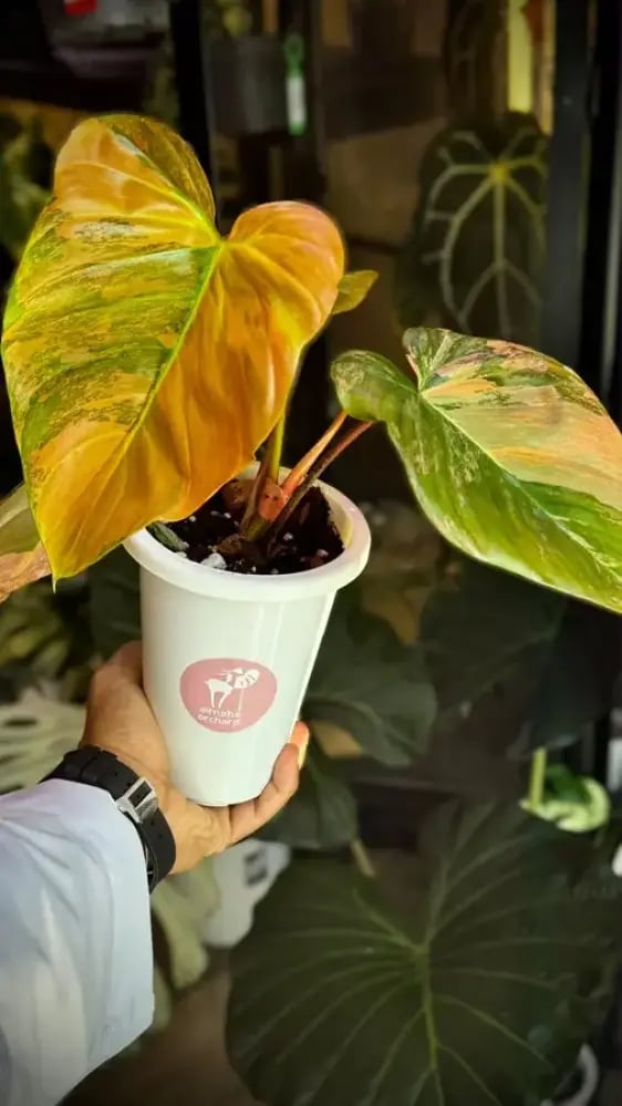 Philodendron Florida beauty x Nangaritense