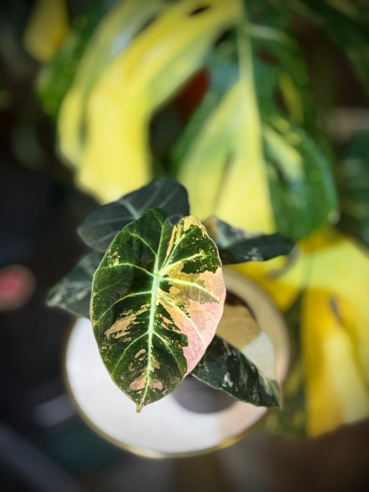 ALOCASIA BLACK VELVET PINK