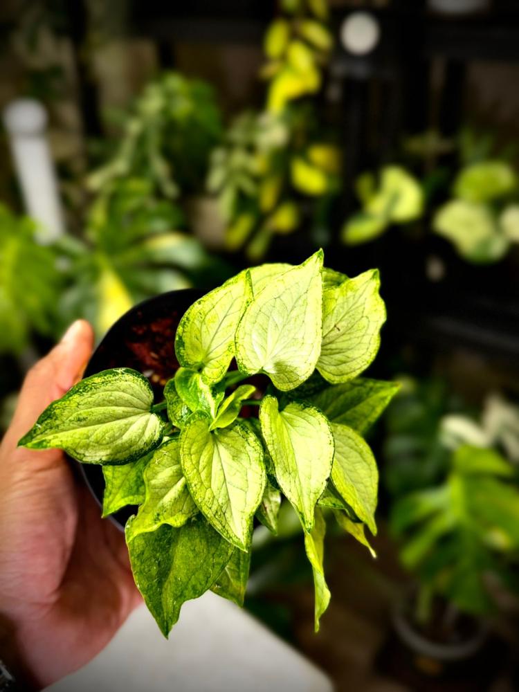 SYNGONIUM MOUSE EARS