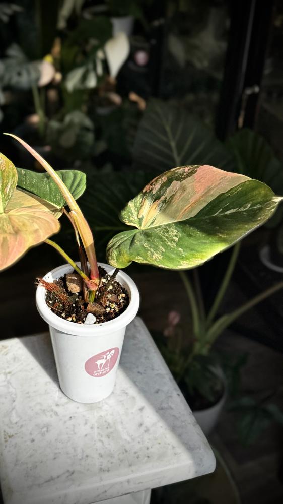 Philodendron Florida beauty x Nangaritense