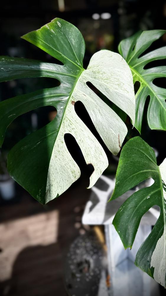 MONSTERA DELICIOSA MINT
