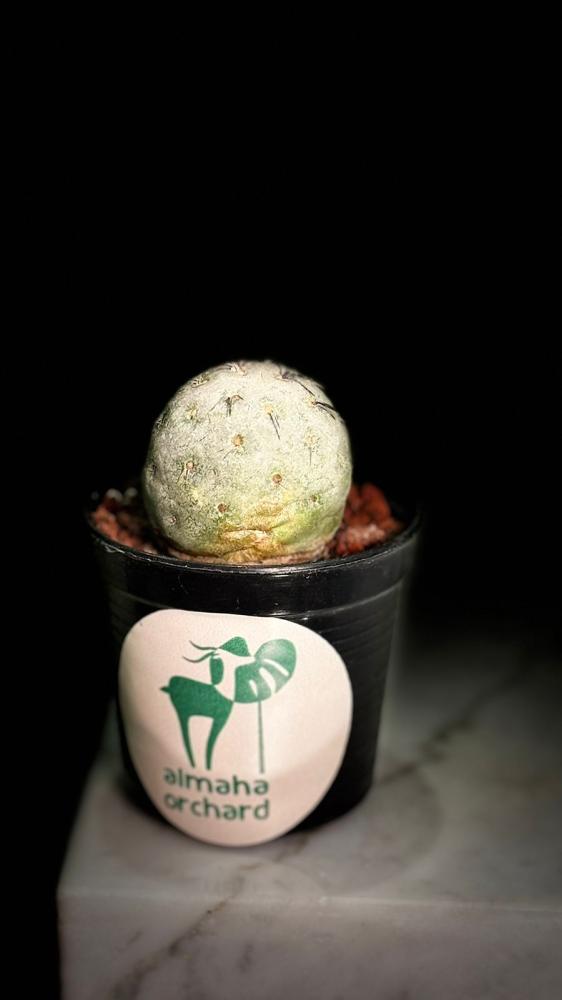 TEPHROCACTUS GEOMETRICUS
