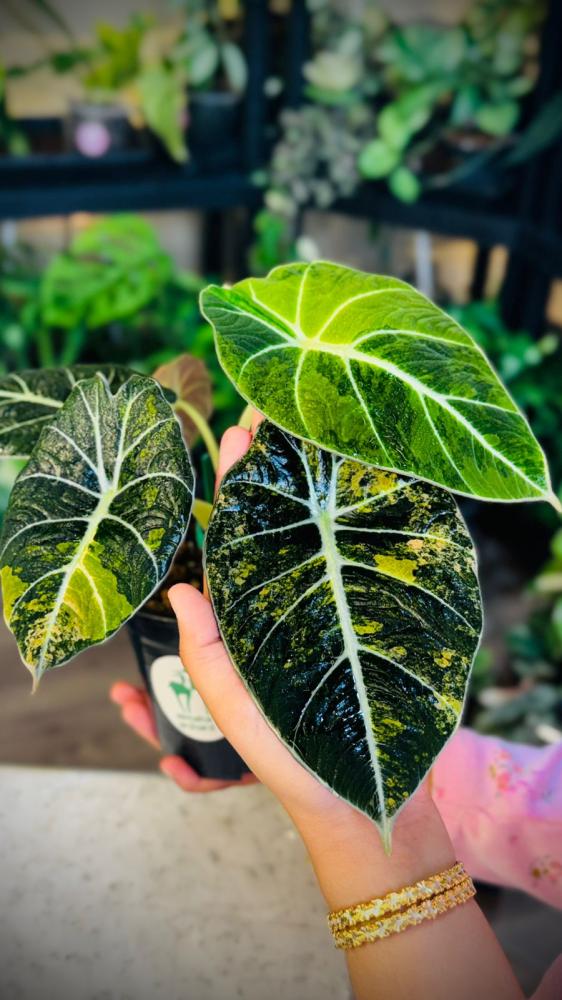 ALOCASIA BLACK VELVET GOLD