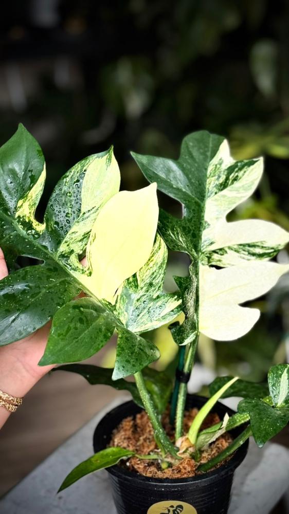 PHILODENDRON DISTANTILOBUM VARIEGATED
