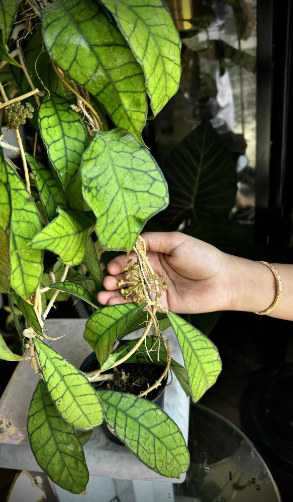 HOYA Kalimantan