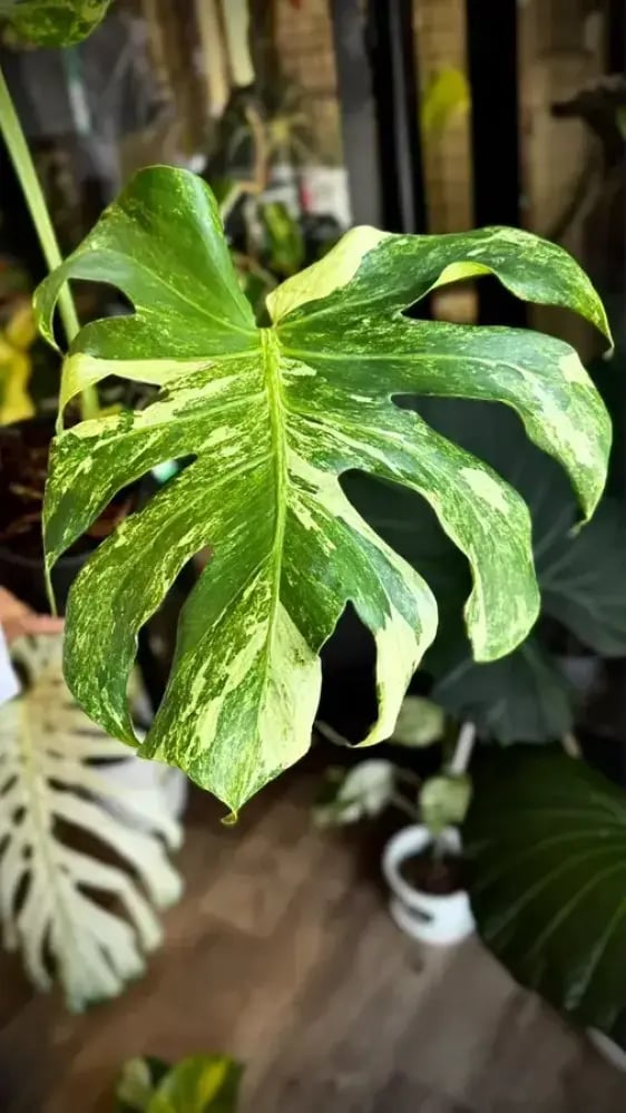 MONSTERA OCEAN  MINT