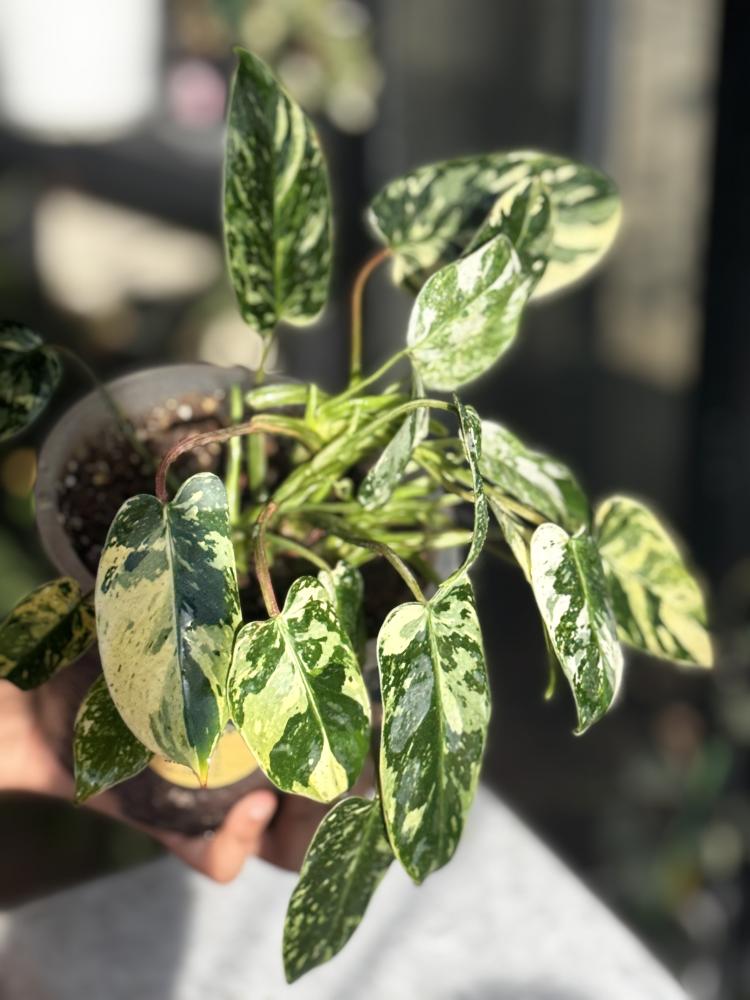 PHILODENDRON EMERALD QUEEN
