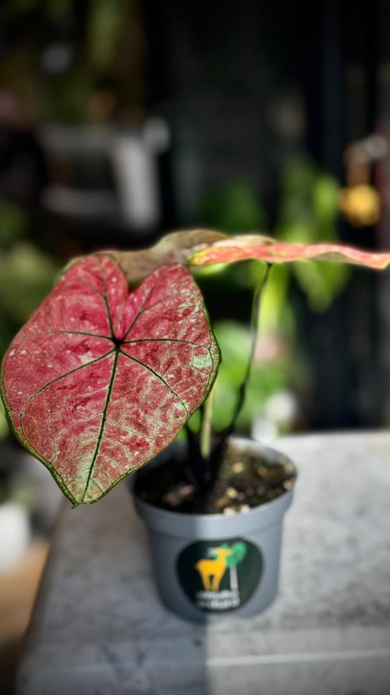 Caladium