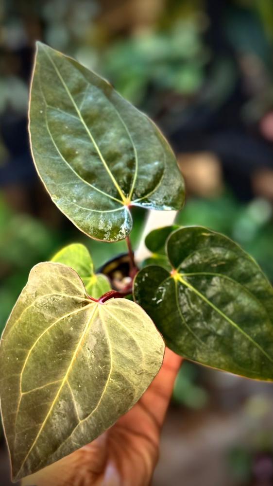ANTHURIUM HYBRID MIX