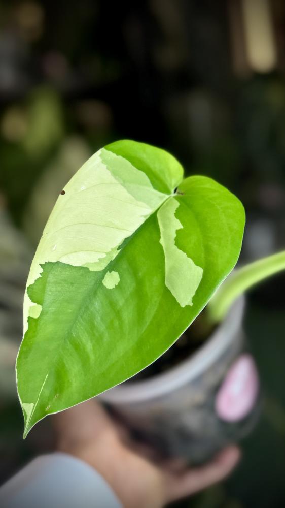 syngonium chiapense variegated