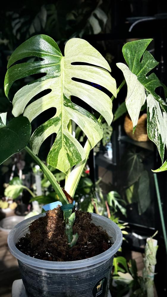 MONSTERA DELICIOSA MINT