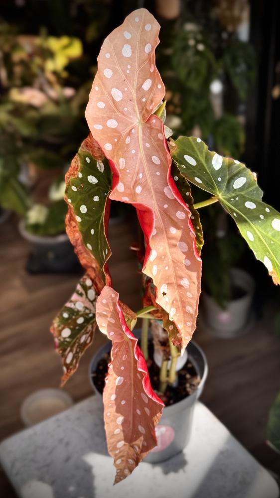 BEGONIA MACULATA VARIEGATED
