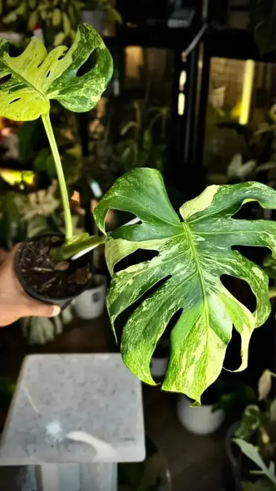 MONSTERA OCEAN  MINT