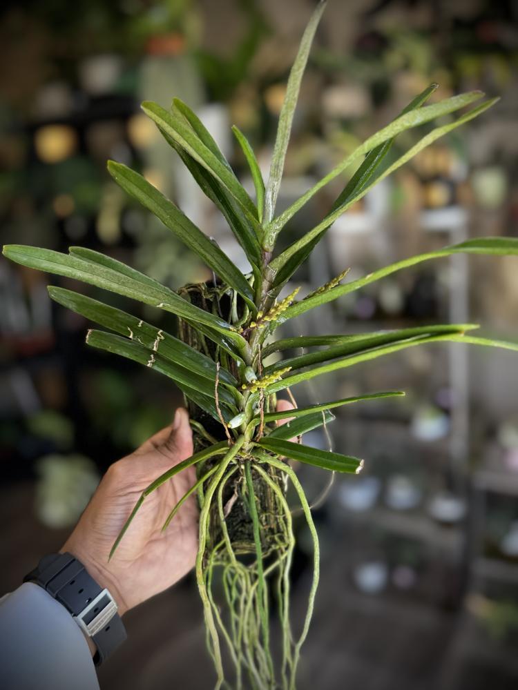 ASCOCENTRUM CHRISTENSONIANUM