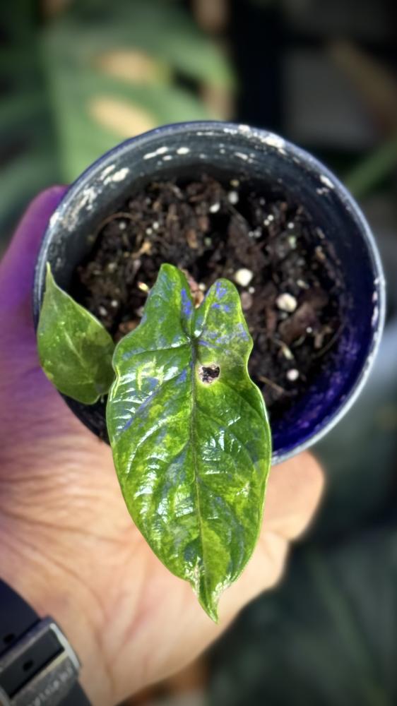 ALOCASIA SCALPRUM AUREA