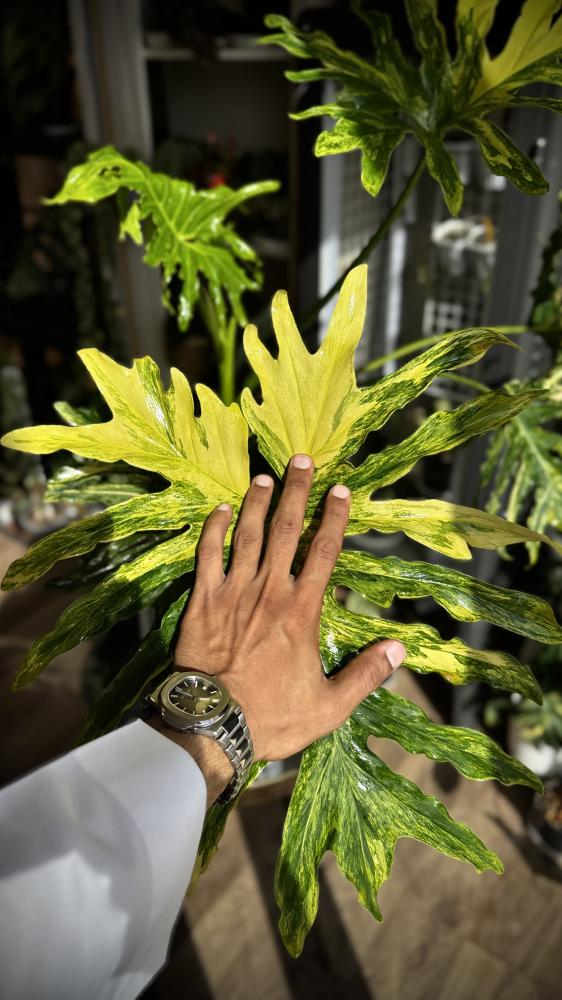 PHILODENDRON SELLOUM Variegated