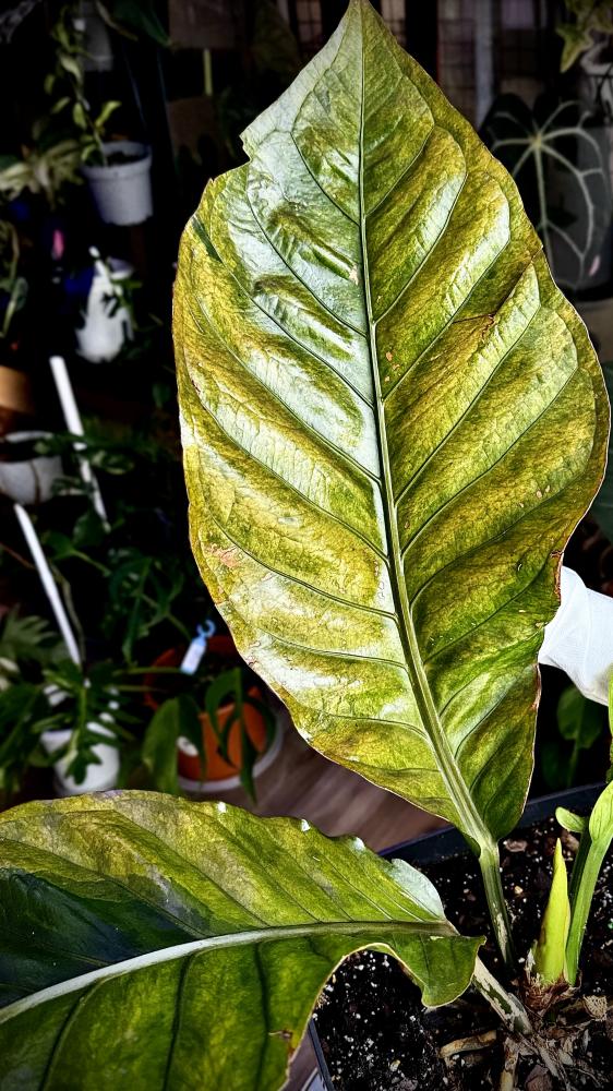 ANTHURIUM HOOKERI BIRDS NEST VARIEGATED