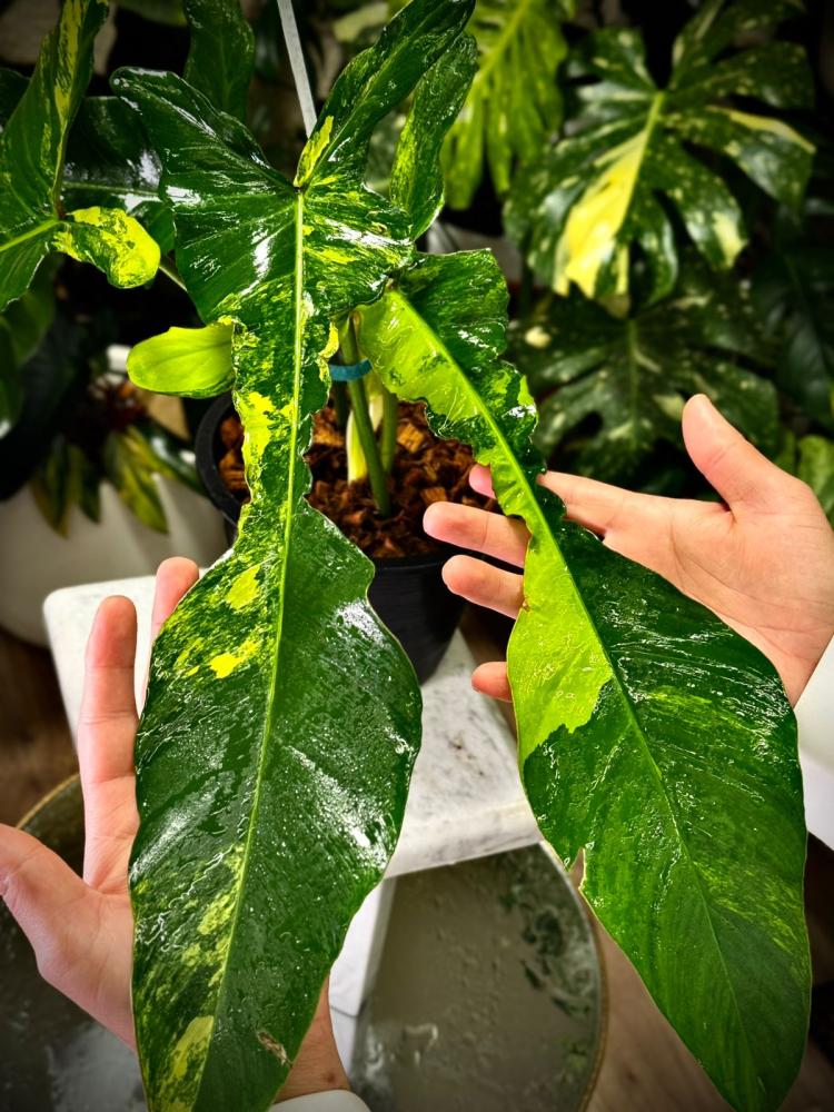 PHILODENDRON JOEPII Variegated
