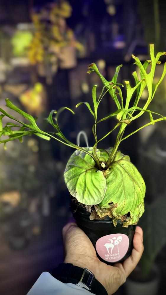 PLATYCERIUM RIDLEYI
