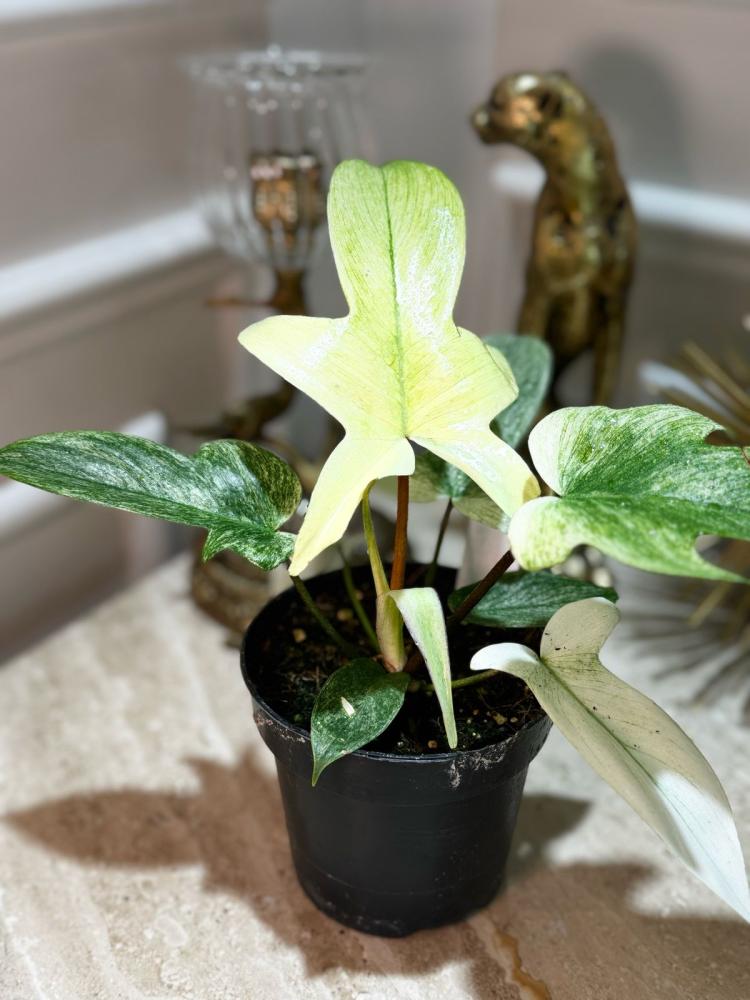 فيلوديندرون فلوريدا قوست - Philodendron Florida Ghost