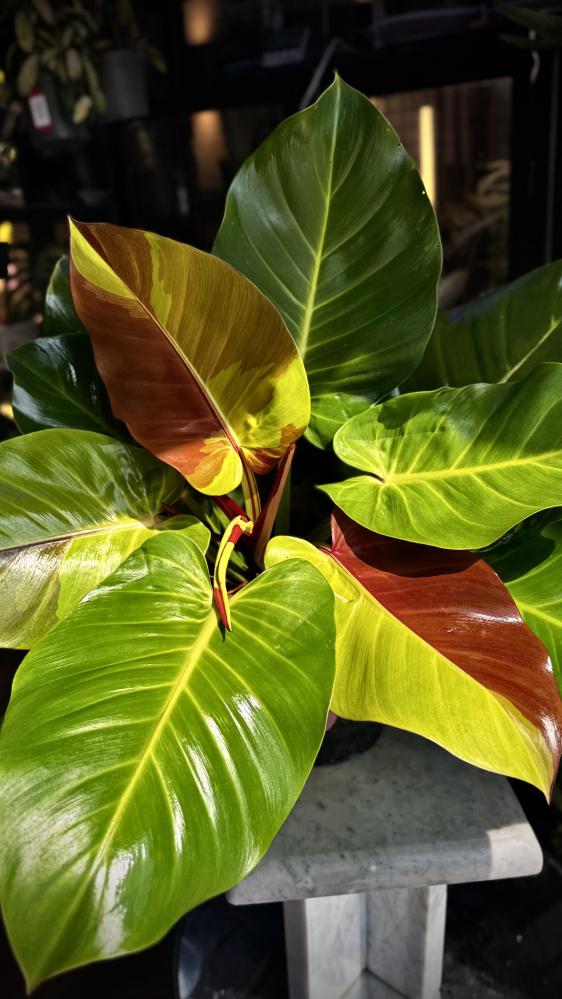 PHILODENDRON YELLOW FLAME