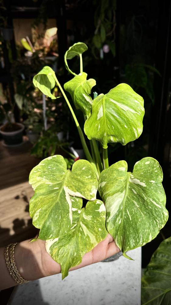 MONSTERA TRICOLOR MUT