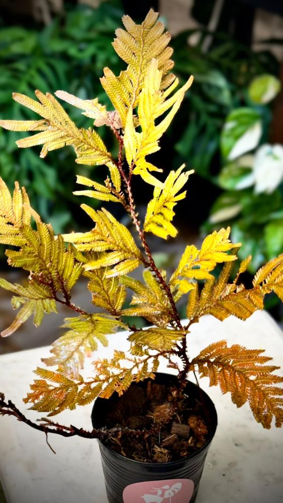 SELAGINELLA SP. BROWN