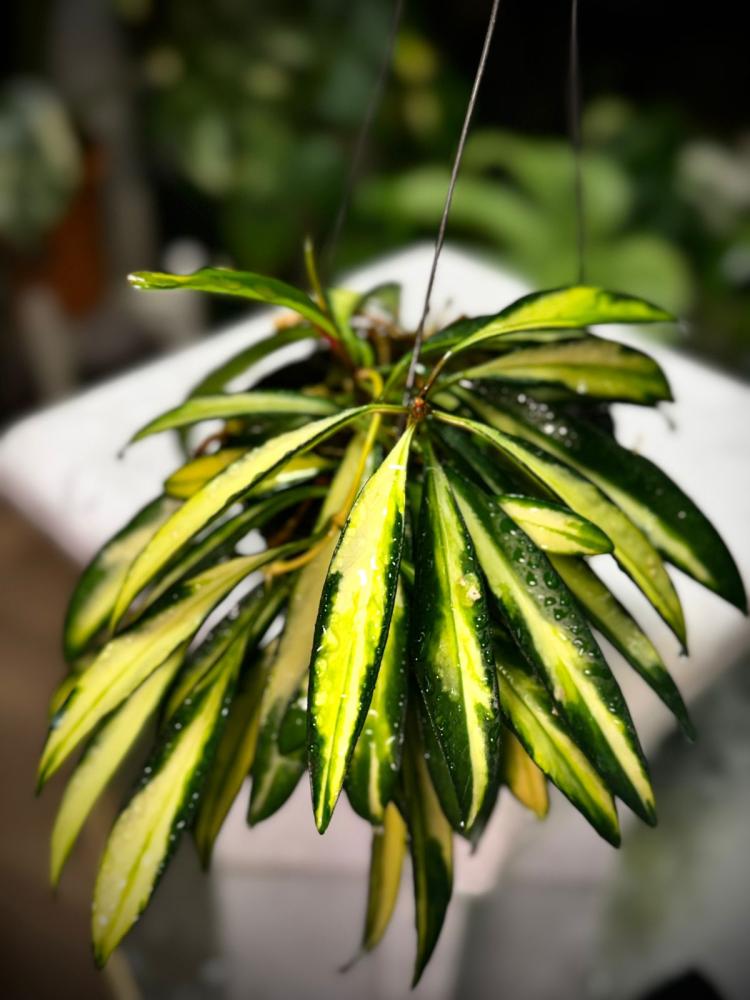 HOYA KENTIANA VARIEGATED