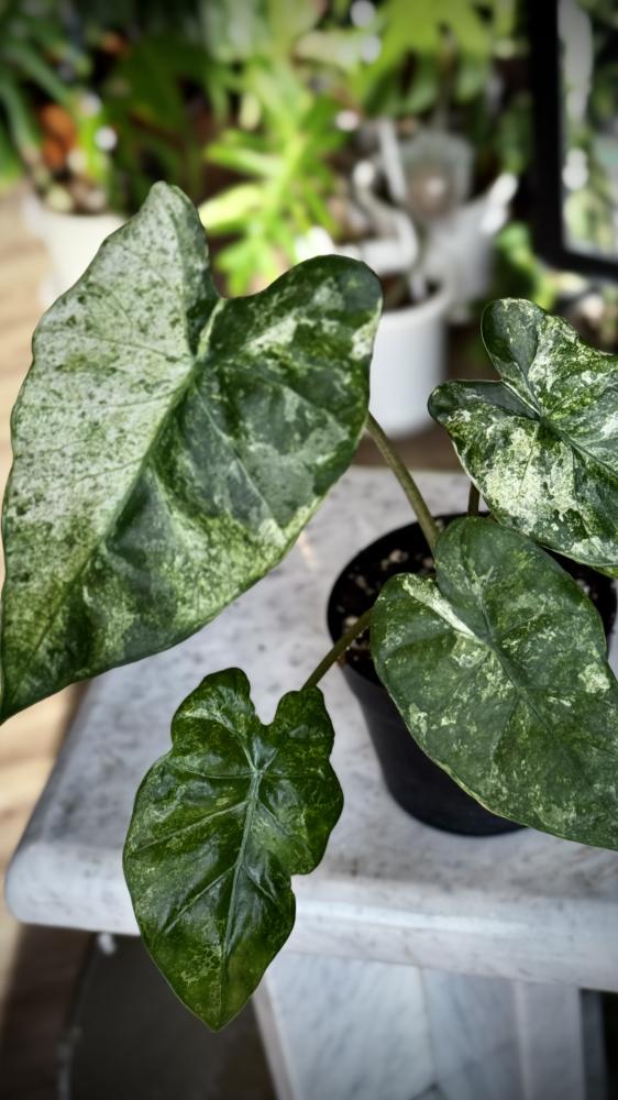 Alocasia macrorrhiza