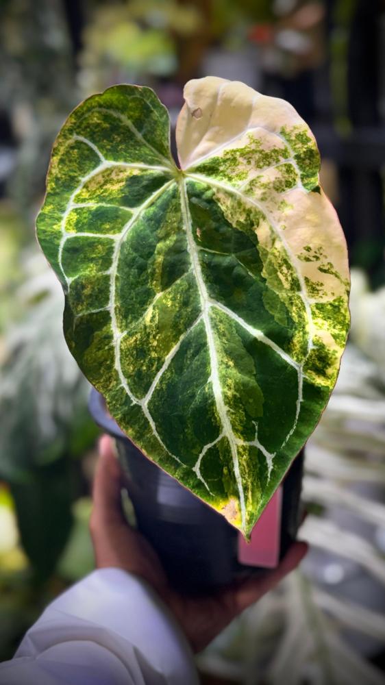 ANTHURIUM CRYSTALLINUM VARIEGATED