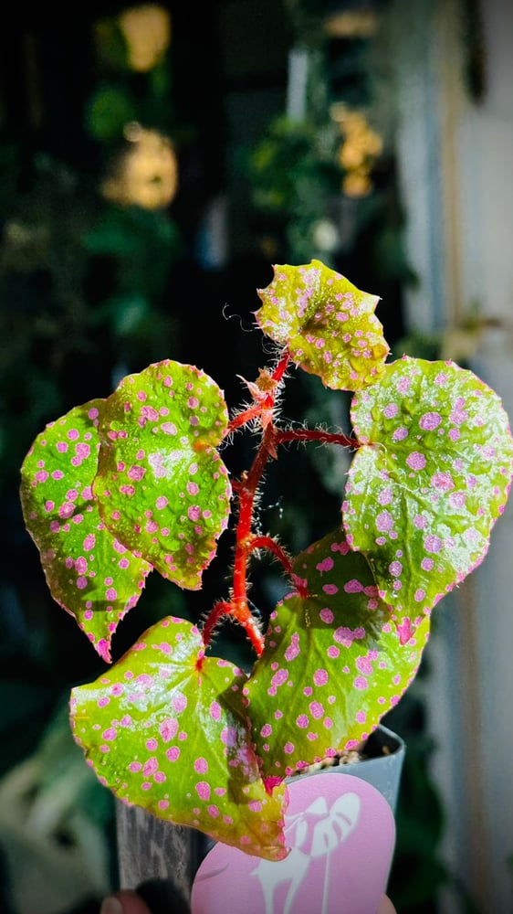 BEGONIA REX MIX VARIETIES