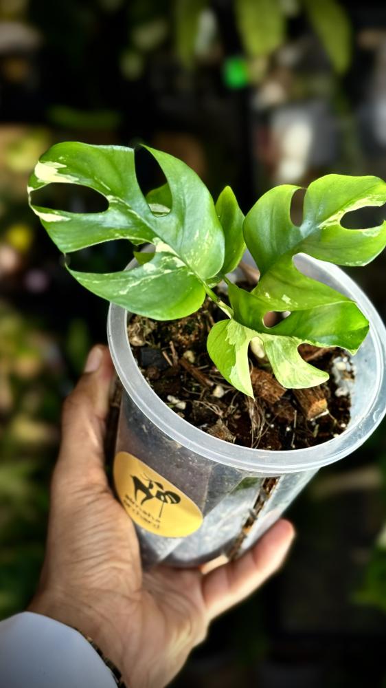 onstera ginny variegated