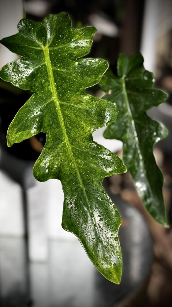 PHILODENDRON WILLIAMSII Variegated