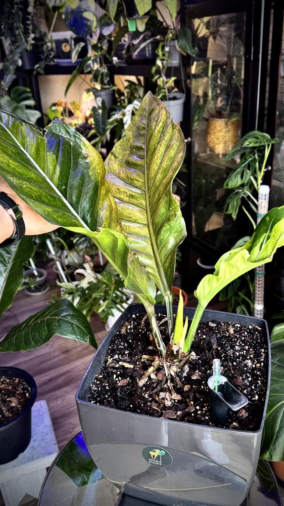 ANTHURIUM HOOKERI BIRDS NEST VARIEGATED