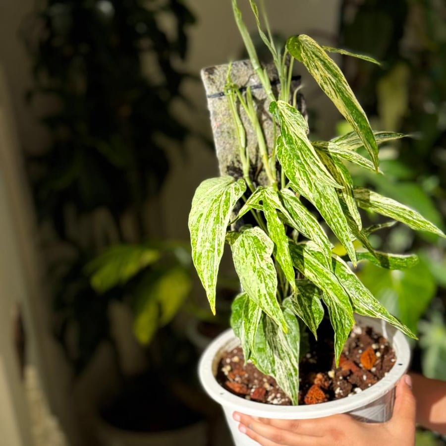 amydrium zippelianum variegated