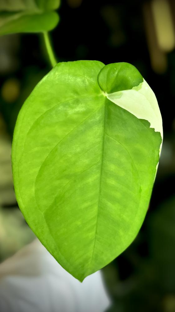syngonium chiapense variegated