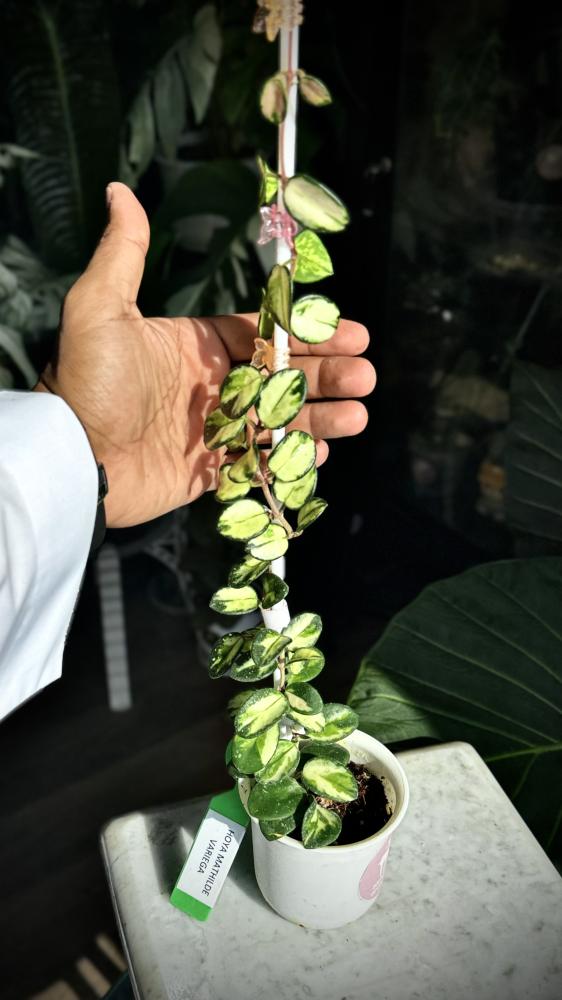 HOYA MATHILDE VARIEGA