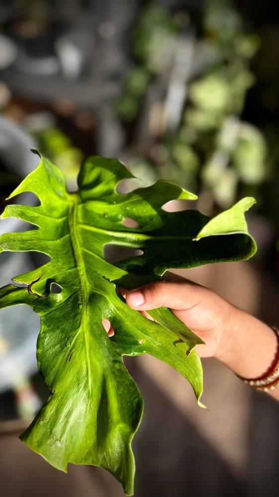 MONSTERA OCEAN MINT