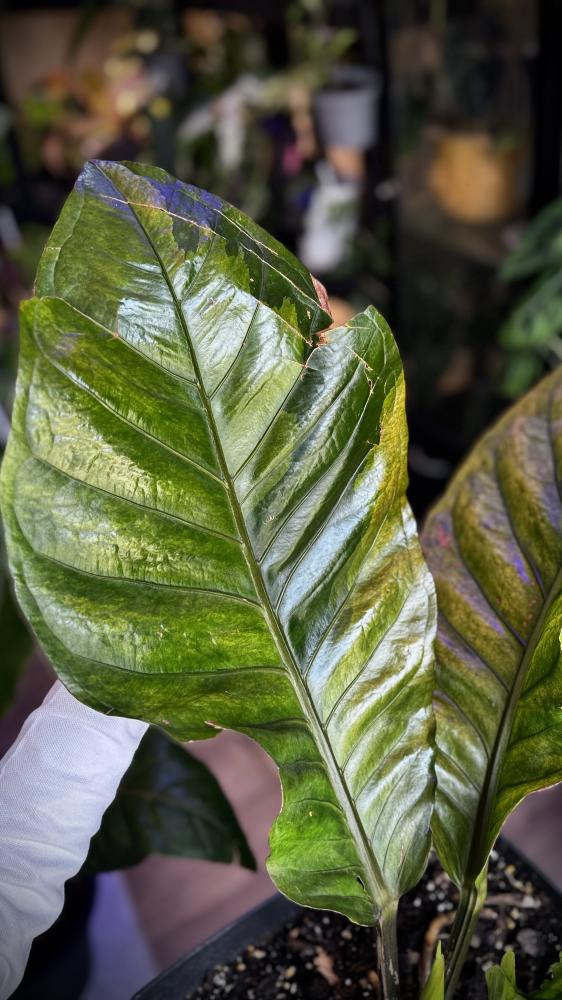 ANTHURIUM HOOKERI BIRDS NEST VARIEGATED